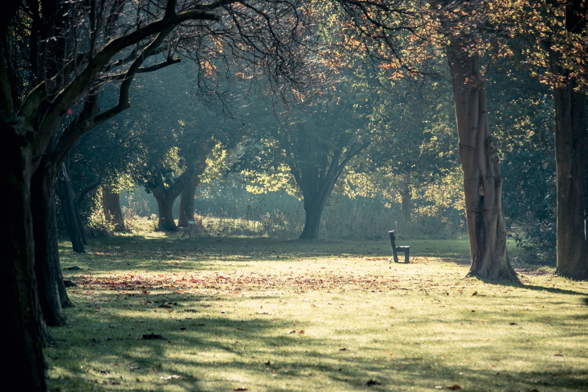 A tranquil tree-lined park in soft autumn light