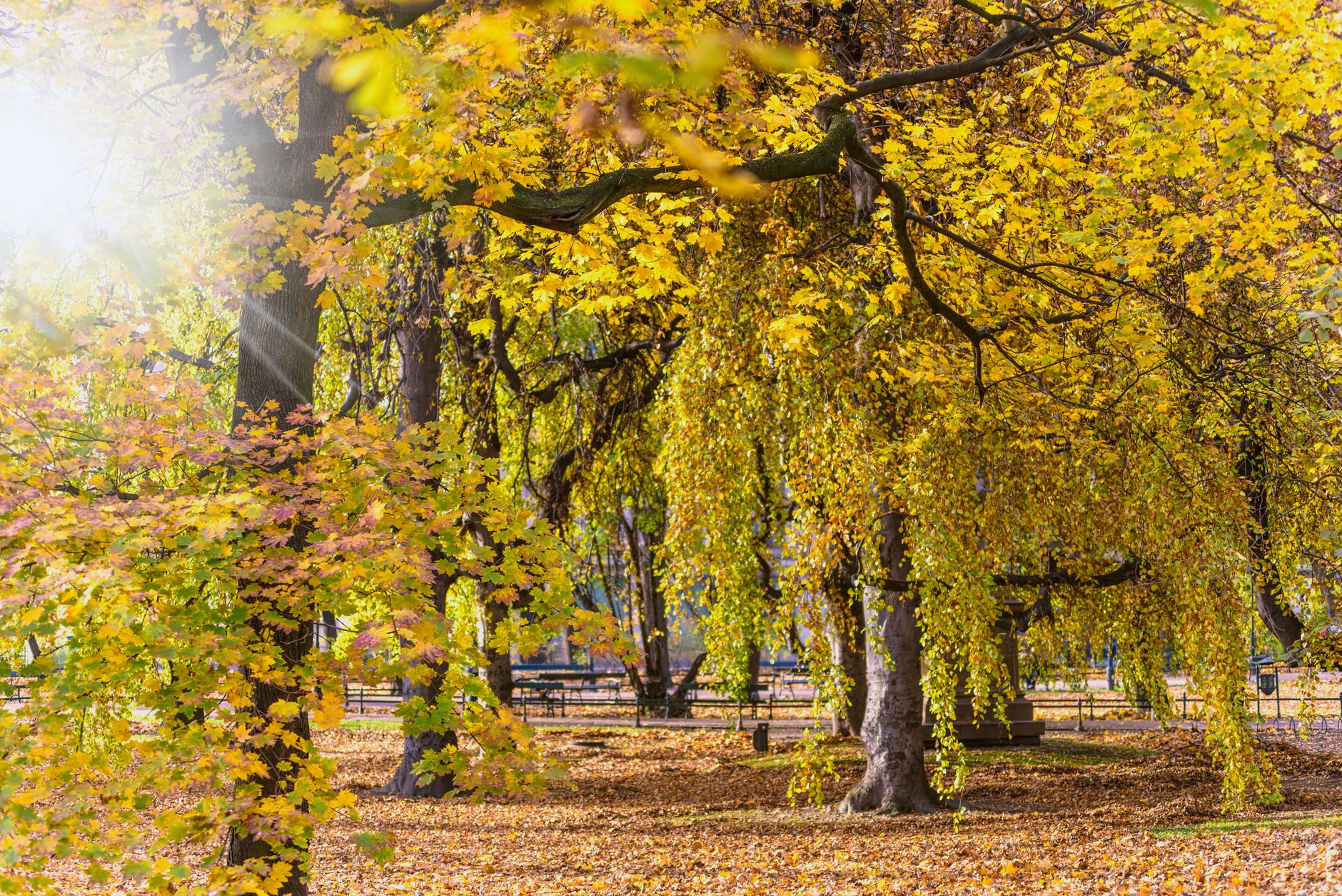 Golden autumn trees with soft sunlight filtering through