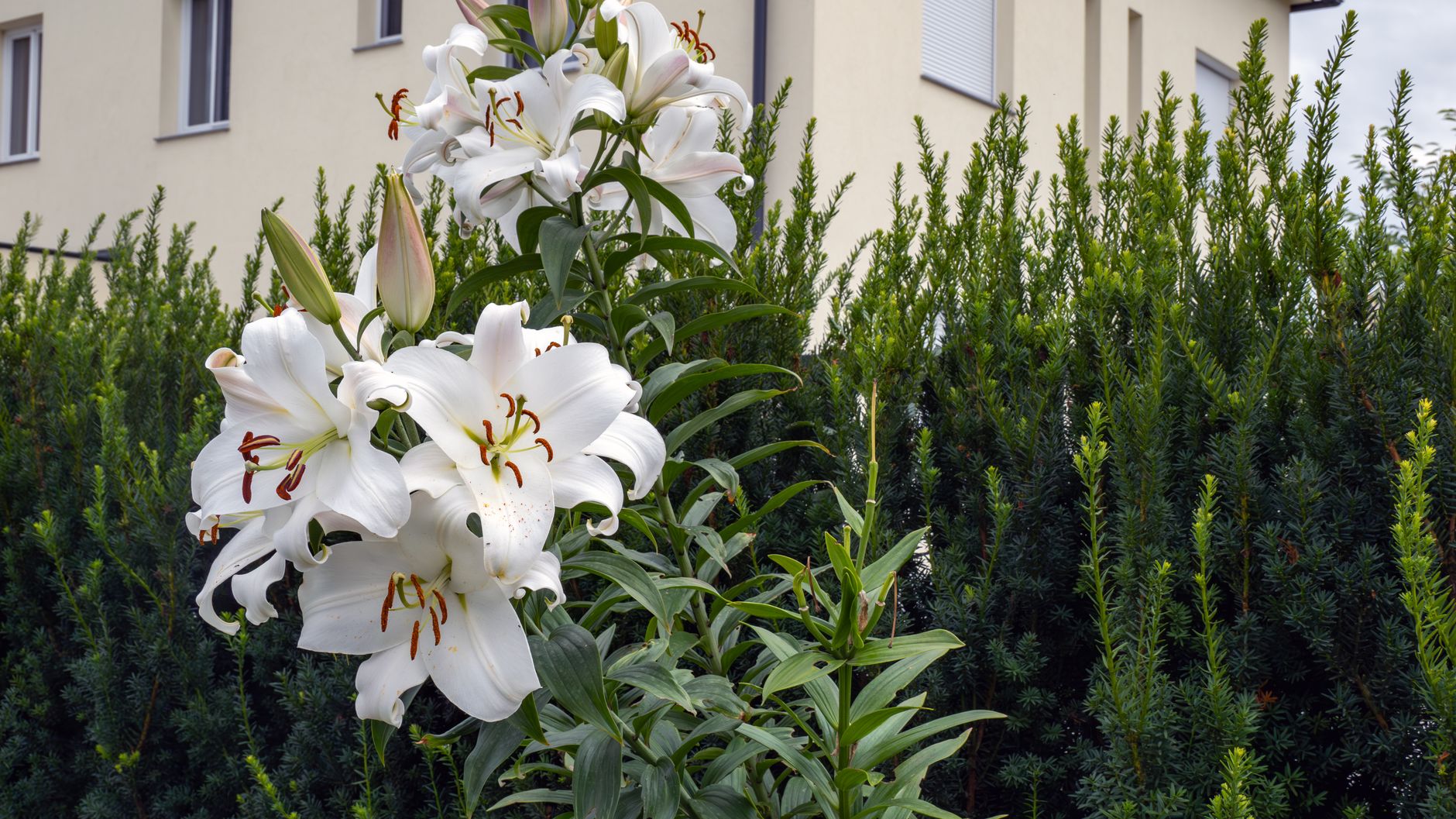 White lilies blooming against a lush green background