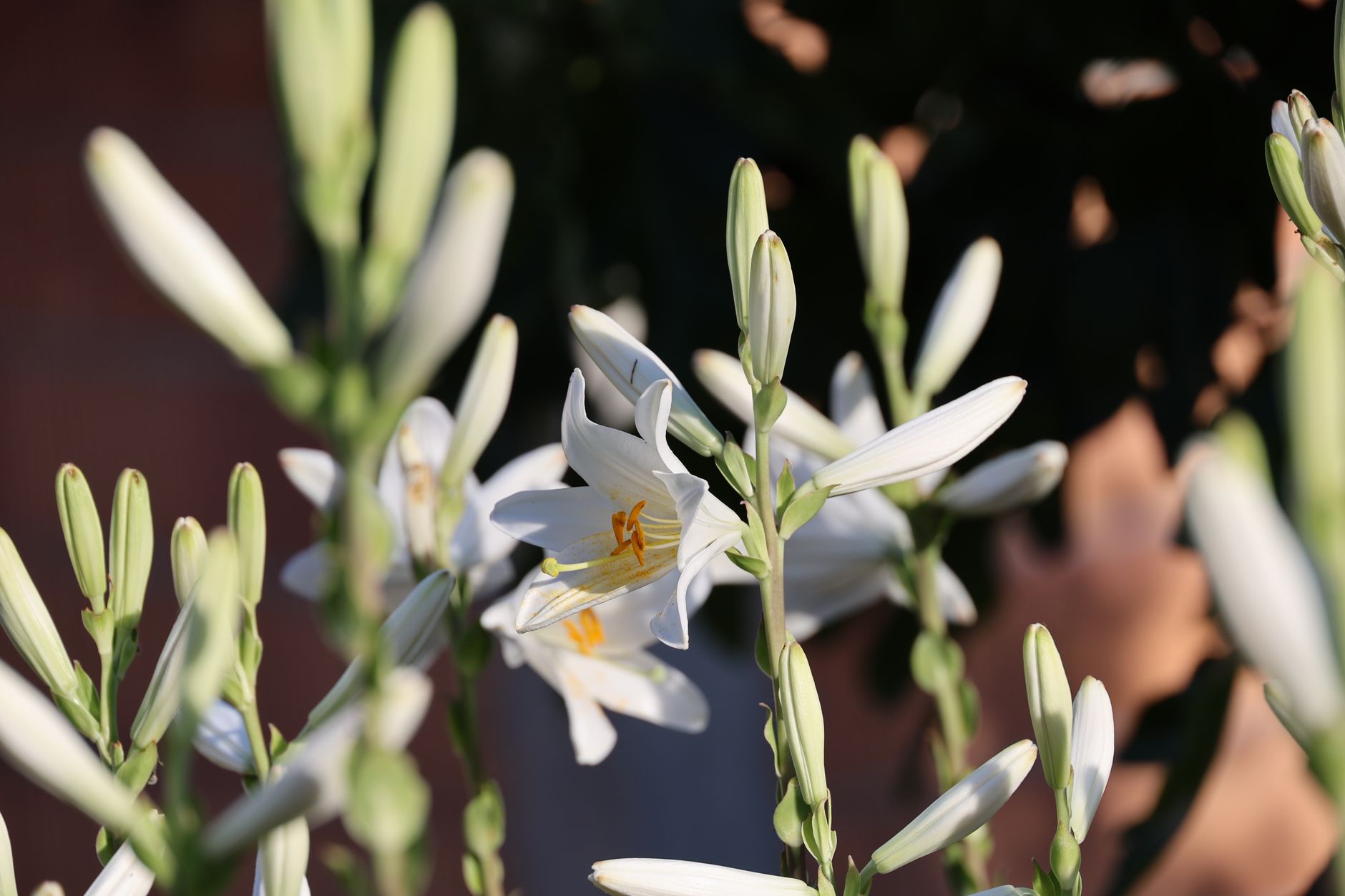 White lily blossoms in soft morning light