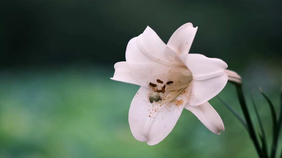 White lily in gentle motion